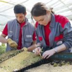 Producción de semillas y plantas en vivero