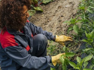 Agricultura Ecológica